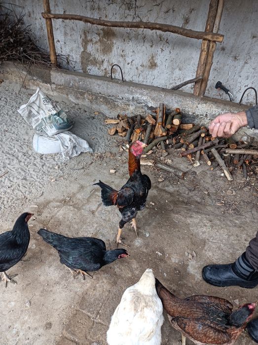 Chempion Xoʻrozni bolasi