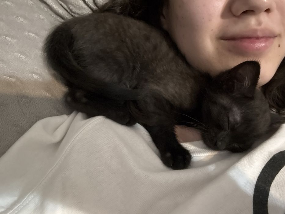 СРОЧНО котенок ищет семью