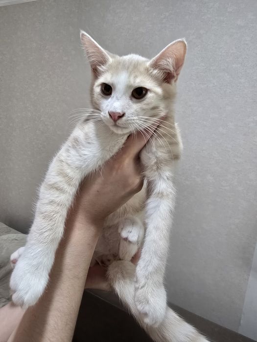 Котята 3 месяца рыжие мальчики