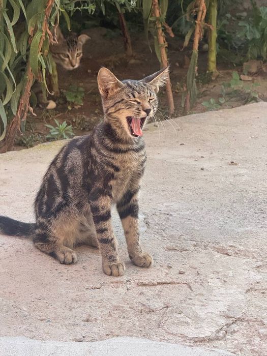 Котята -БЕСПЛАТНО-в добрую,ОТВЕТСТВЕННУЮ,любящую семью!