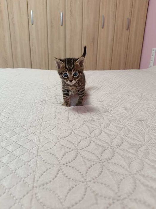 Бенгалски котета