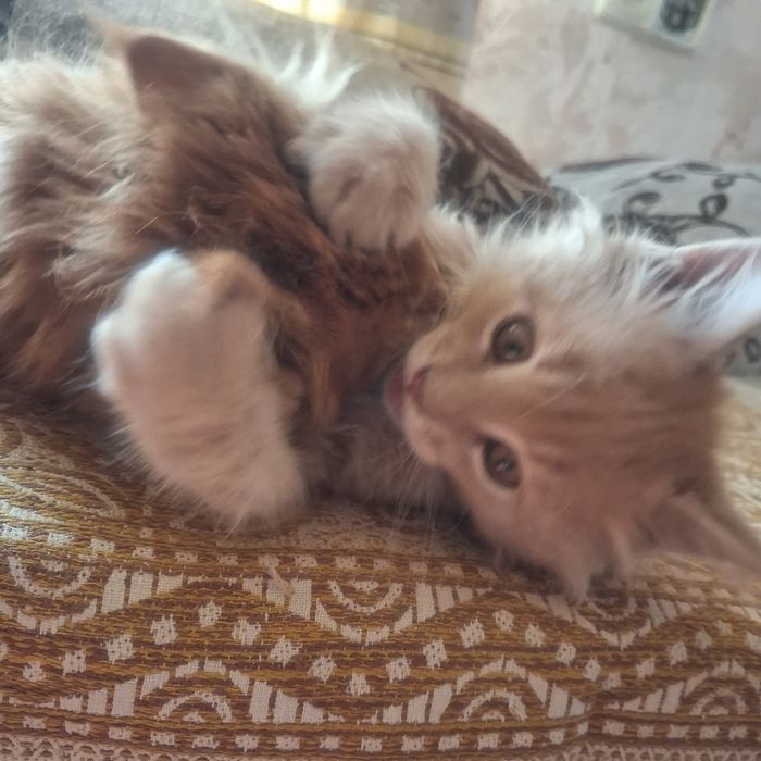 Продам котят мейн кун