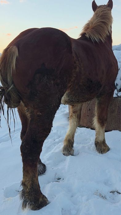 Vand manz de 1 an si 4 luni