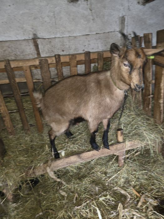 Vând iedita alpina franceza