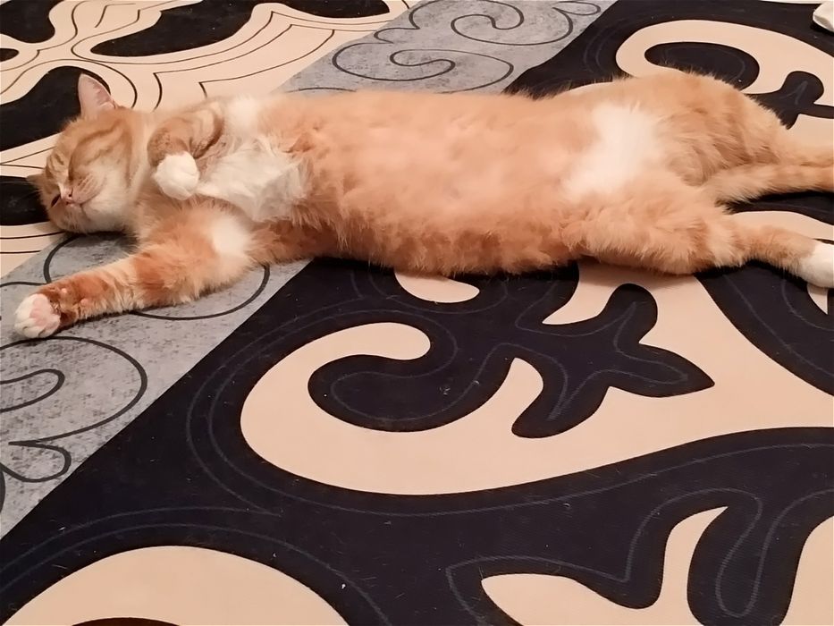 Кошечка в добрые руки