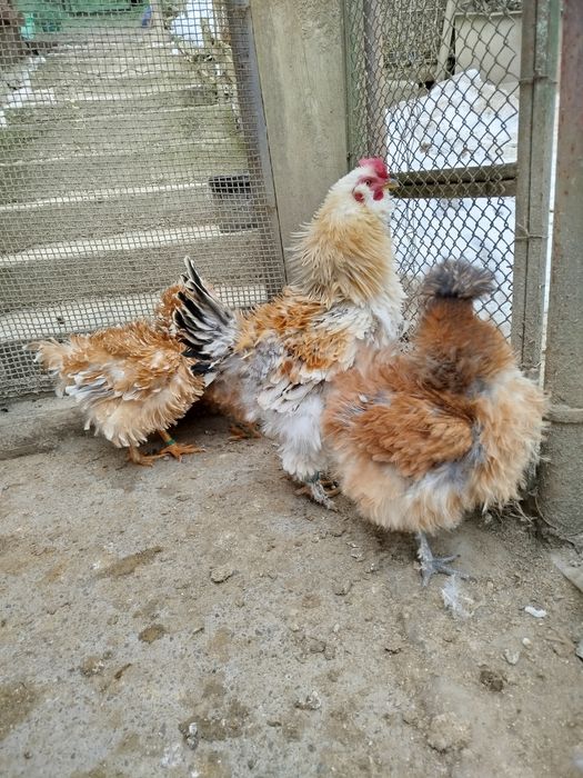 Vând găini frizate