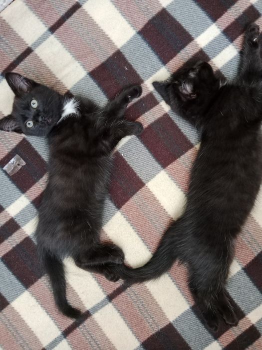 Сибирский котята