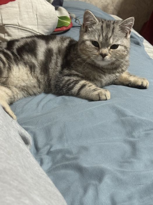 Кошка скотиш страйт