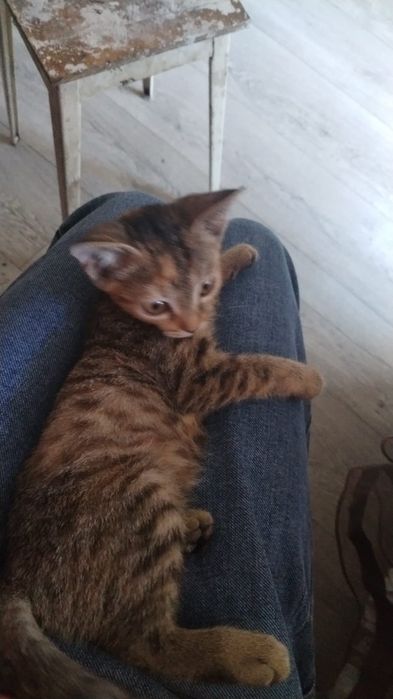 Отдам котёнка девочку в хорошие руки