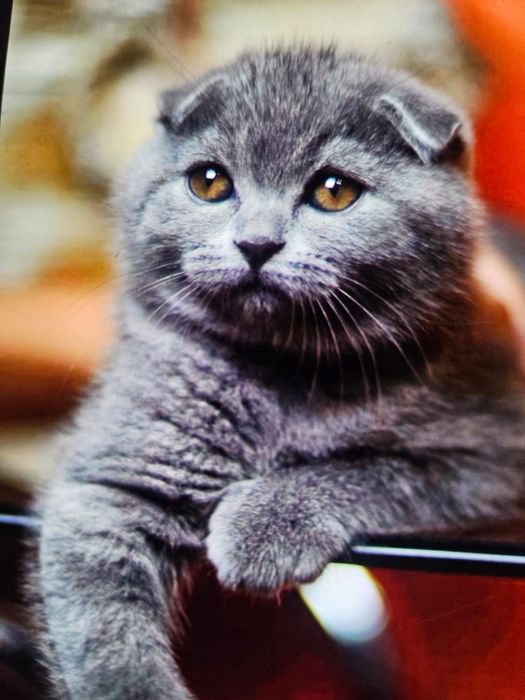 Scottish fold blue  shorthair