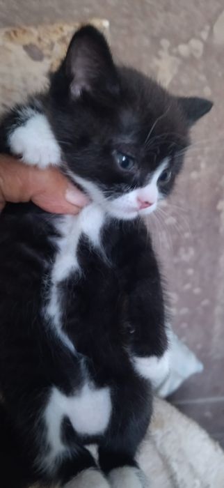 Отдам котят в добрые,любящие руки.