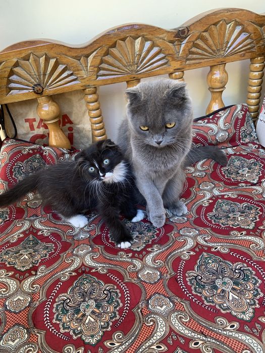 Shotlandskiy scottish fold boqadigan odamga xadya qilinadi bolasiyam