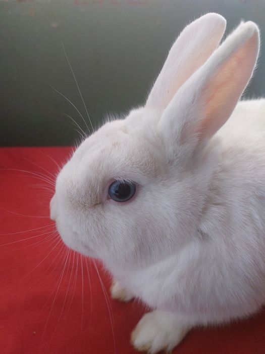 Карликовые кролики разных окрасов.