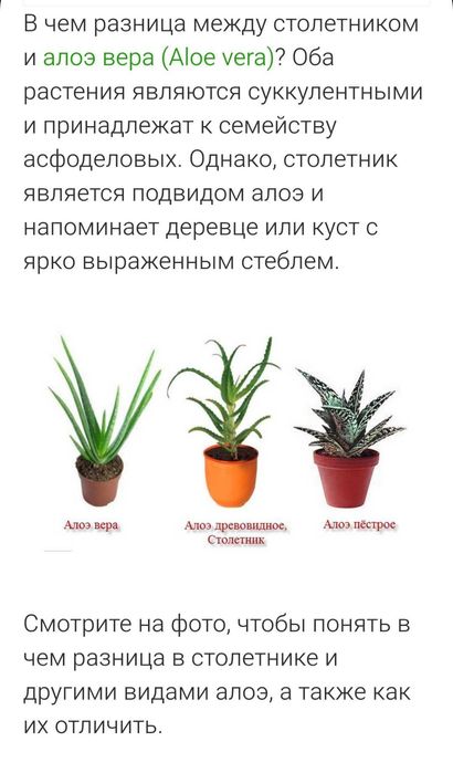 Цветы комнатные Алоэ Вера