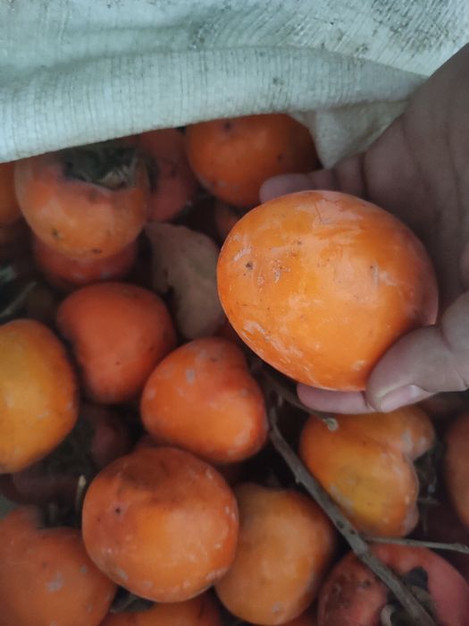 Хурмо сотилади рптим