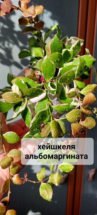 Хойи . Комнатные растения .