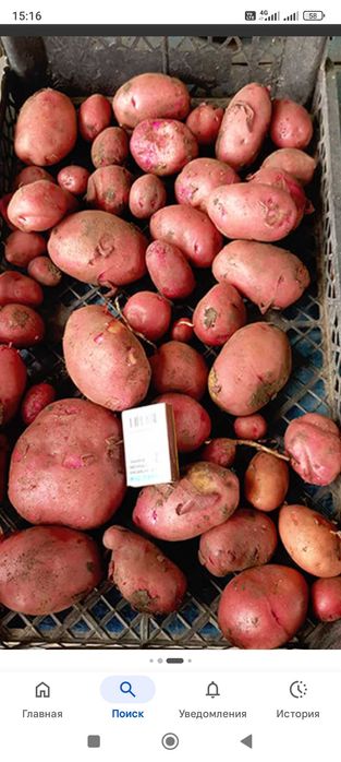 Семена картошки.Сорт Алладин.