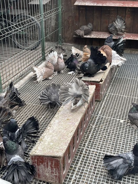 Porumbei Voltat Indian!