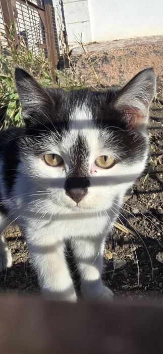 Отдам ласковых котят