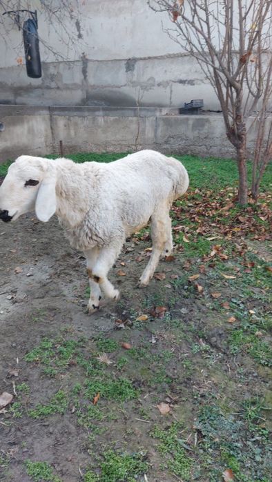 Ок кучкор сотилади