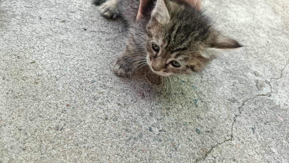 Uy mushuklari hadiyaga beriladi