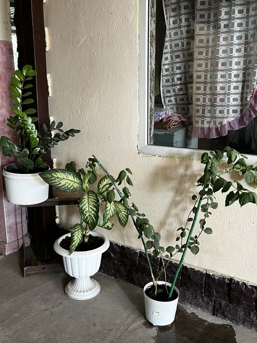 Продам цветы.