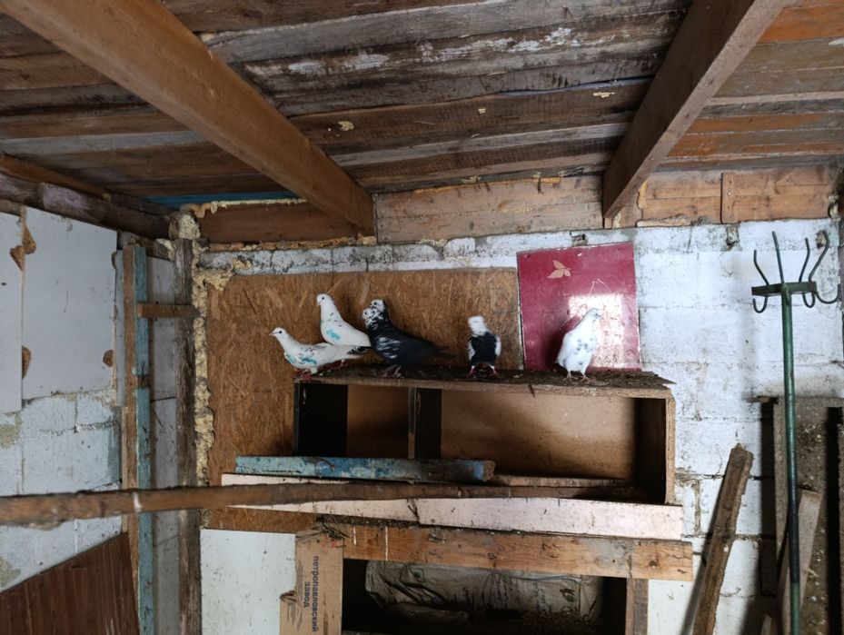 Голуби бакинцы 6 шт