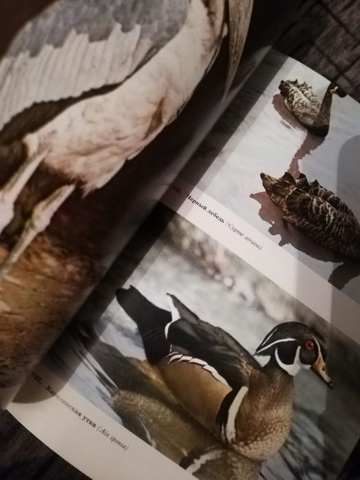 Продается книга Птиц