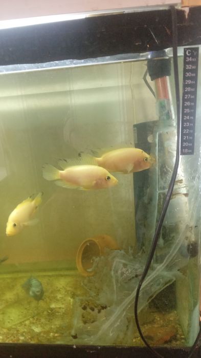 Группа для аквариумистов