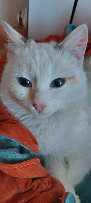 Отдам Срочно Кошечку в Добрые Руки!