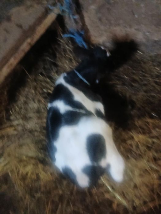 Vand tauras de doua saptamani