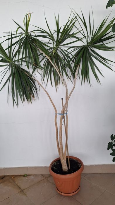 Vând plantă de interior Dracena