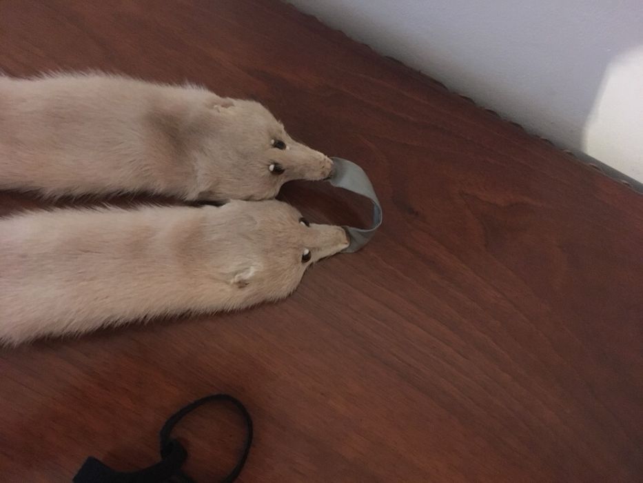 Gulere vulpe polara si nurci argintii