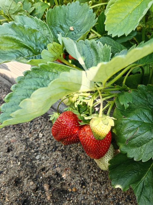 Продам дом в Бишкуле