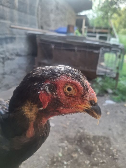 Продам 2 ве тулячки даканы