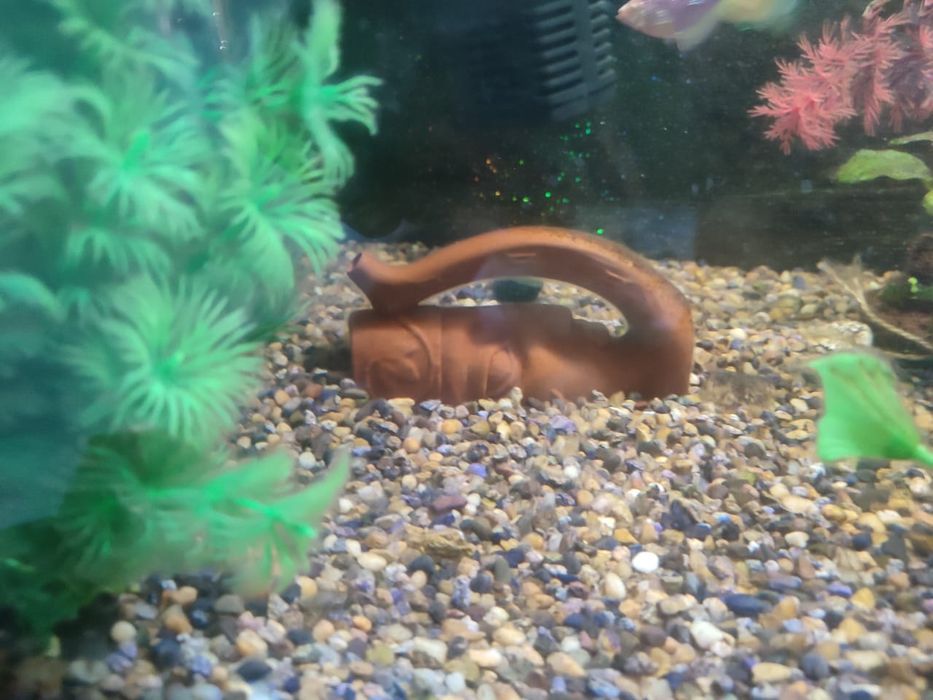 Укомплектованный аквариум