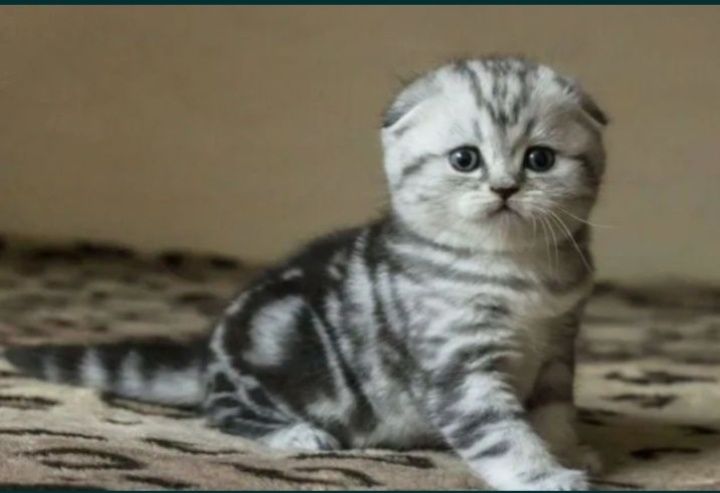 Шотланские котята