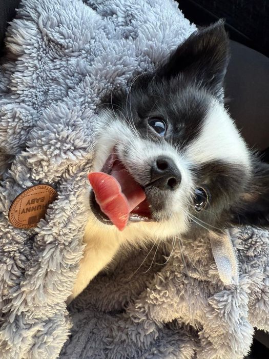 Продам щенка пончи