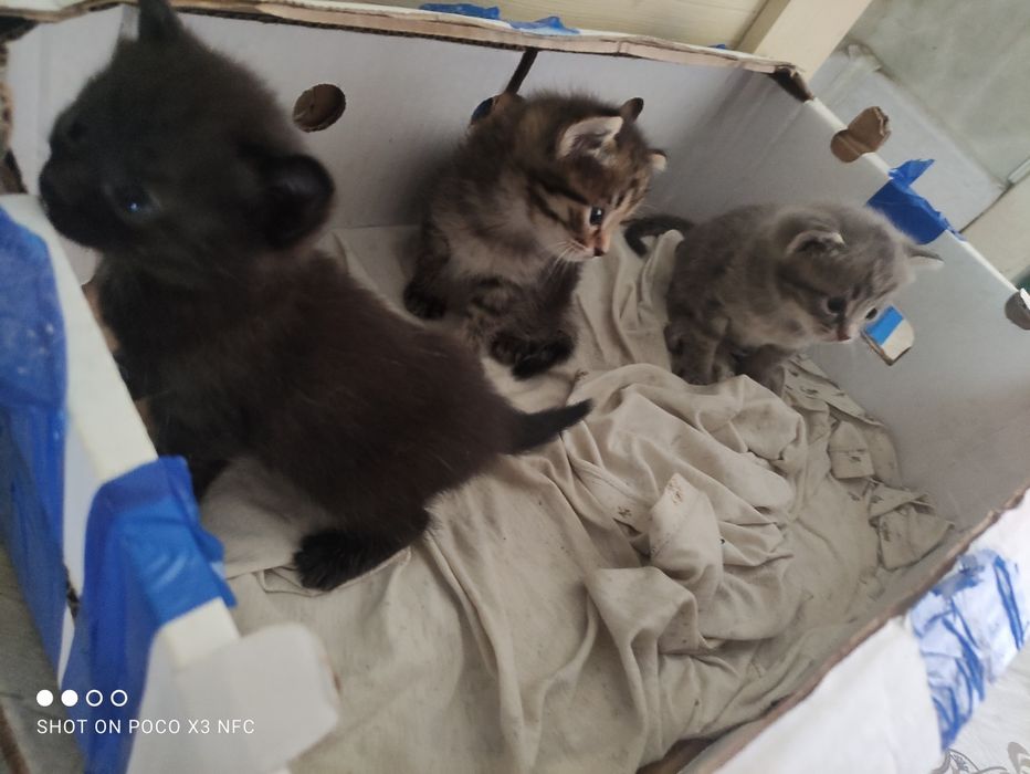 Отдаём в хорошые руки домашнее котята