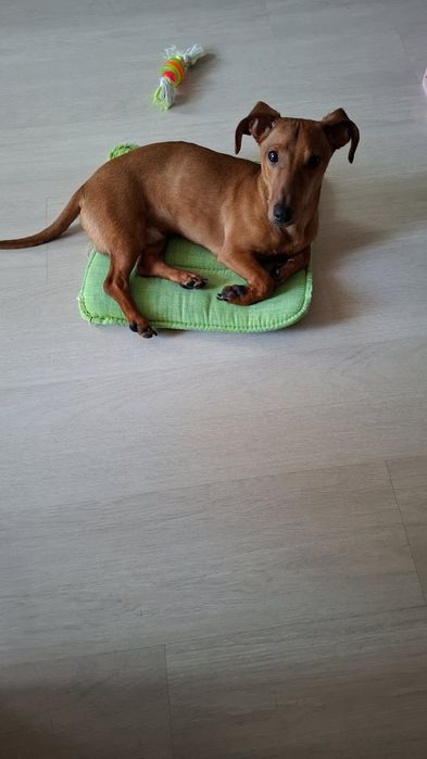 Подарявам мъжко дакелче