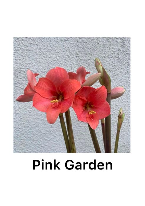 Амариллис Гипераструм РАСПРОДАЖА