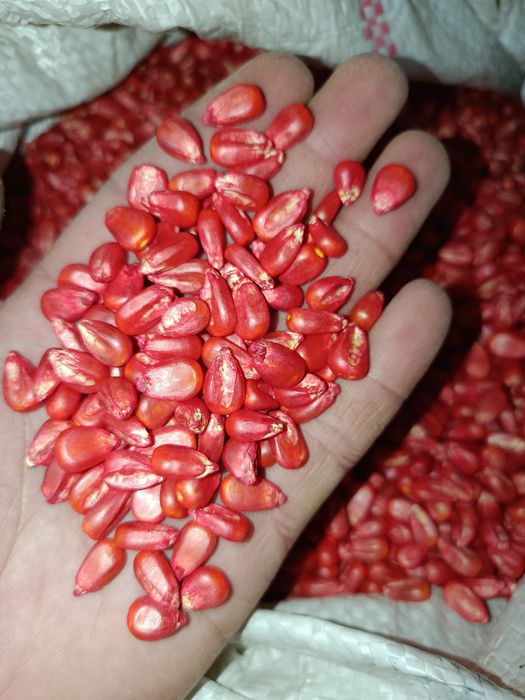 Makkajohori urug'i. Кукуруза семена