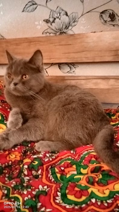 Zoti. Britanskiy Jinsi urgʻochi, holati sogʻlom
Jinsi: urg‘ochi (qiz b
