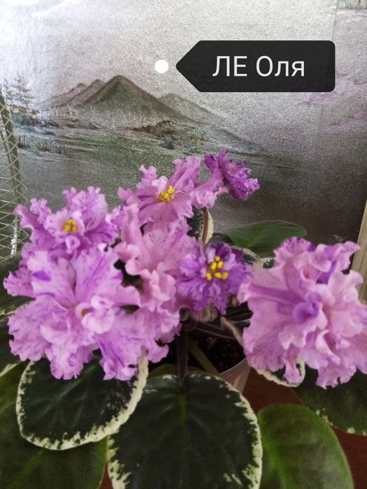 Продаются цветущие, сортовые фиалки