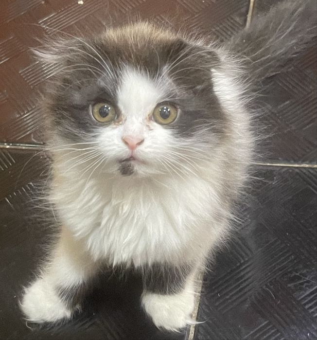 Проданется котенок 2 месяцца