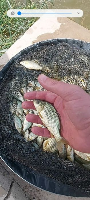 Малёк  карпа сиголетка