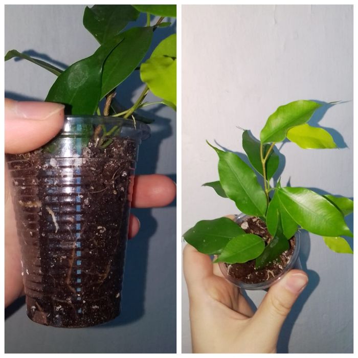 Цветы продажа петропавловск