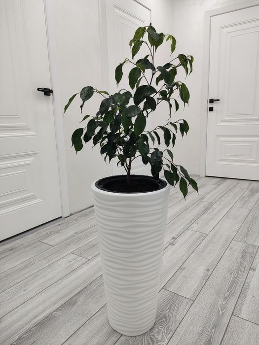 Фикус . Доставка есть