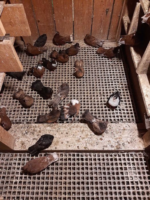 Porumbei zburatori romanesti, orbeteni si visinii cu chenare, protopopi