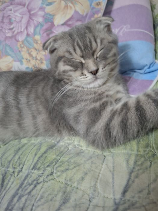 Котёнок хорошие руки